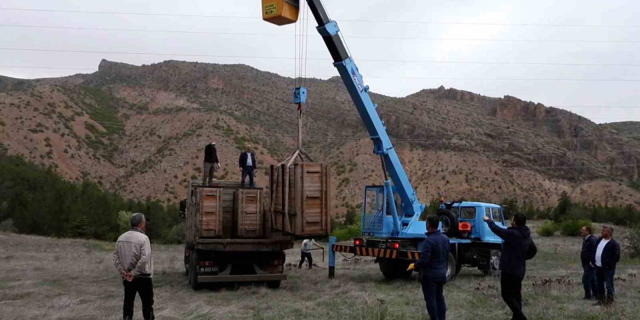 Gümüşhane Dağlarına 3 Kızıl Geyik Daha Salındı