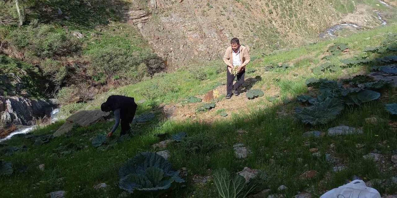 Bitlis’te Zorlu Yayla Muzu Mesaisi Başladı