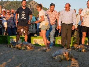 Caretta Carettalar Denizle Buluştu
