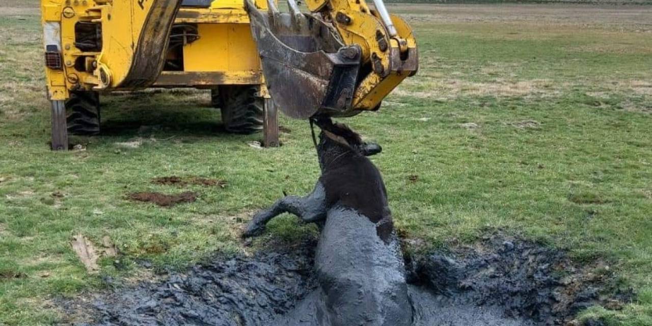 Çamura Batan İnek İş Makinesiyle Kurtarıldı