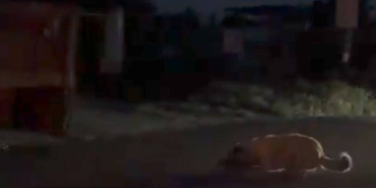 Köpeği Traktörle Sürükleyen Şüpheli Jandarma Ekiplerince Yakalandı