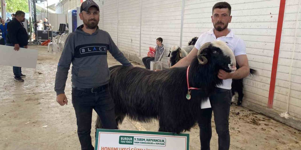 Burdur’da Teke Ve Koçların Güzellik Yarışması Renkli Görüntülere Sahne Oldu