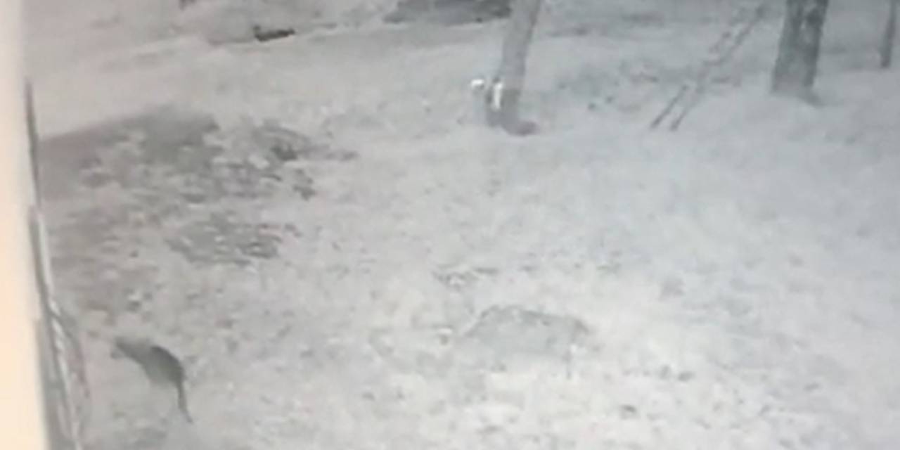 Köye İnen Kurt, İş Yeri Bahçesindeki Köstebeği Böyle Avladı