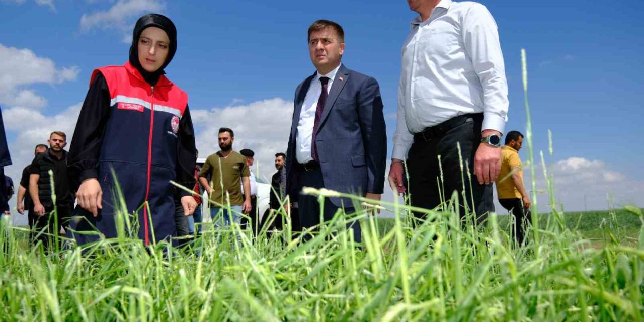 Vali Sarıibrahim, Dolunun Zarar Verdiği Arazilerde İncelemelerde Bulundu