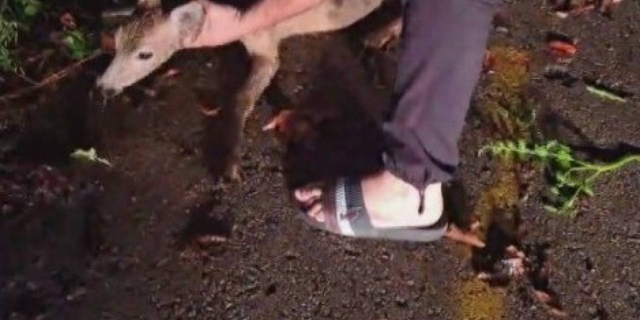 Ayağından Yaralanarak Bariyerin Altına Sıkışan Yavru Karacanın Yardımına Duyarlı Vatandaş Yetişti