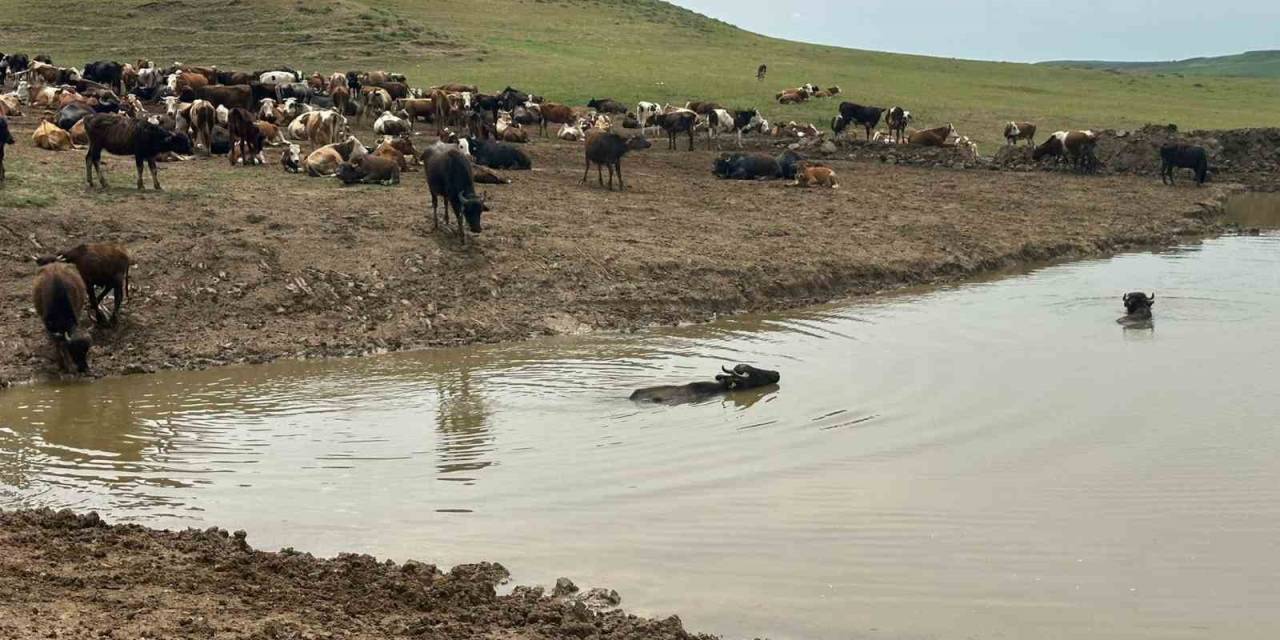 Diyarbakır’da Hayvanların İçme Suyunun Karşılandığı Göletler Onarılıyor