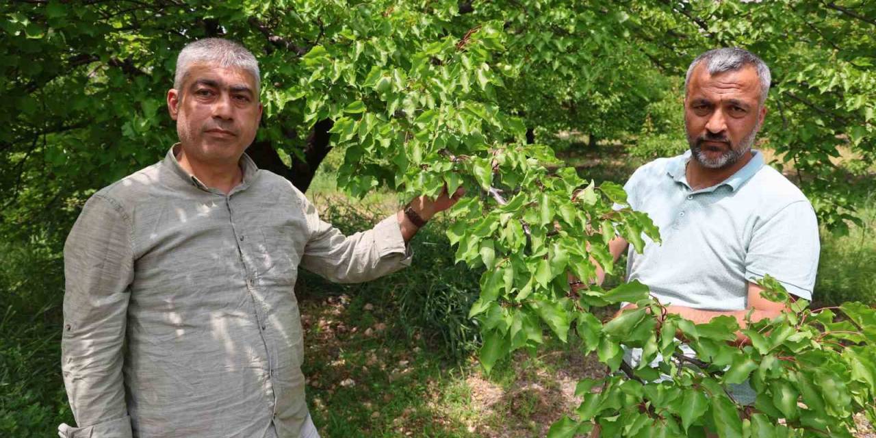 Kayısıyı ’sis’ Vurdu, Rekoltede Yüzde 60 Düşüş Bekleniyor