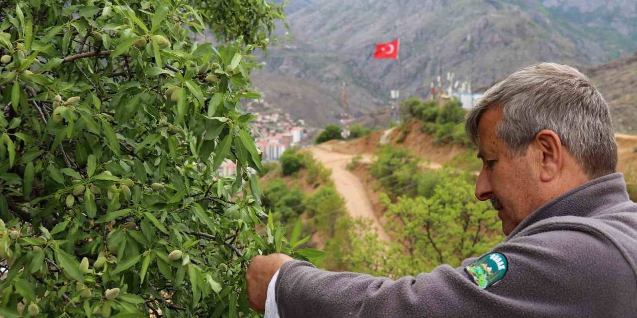 Gümüşhane’de Badem Çağlası Bereketi