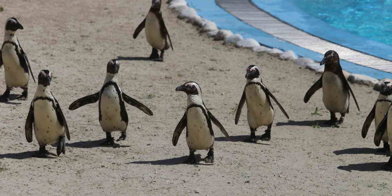 Bursa Hayvanat Bahçesi’nde Penguen Ailesine 2 Yeni Üye