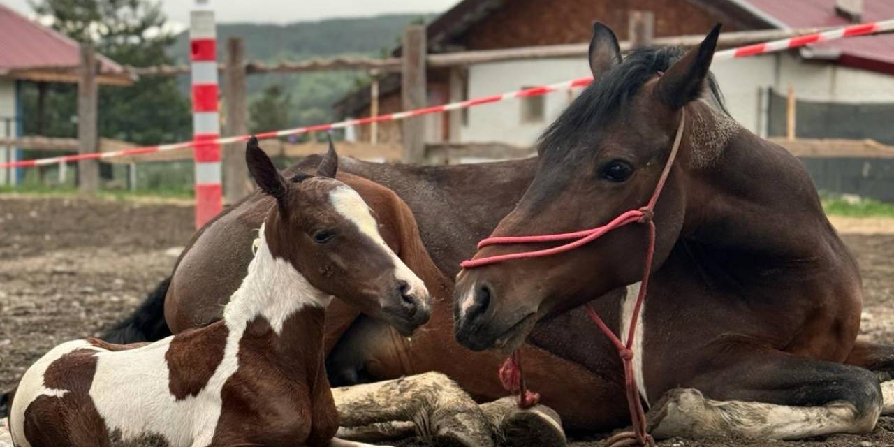 Atın Doğum Anı Görüntülendi