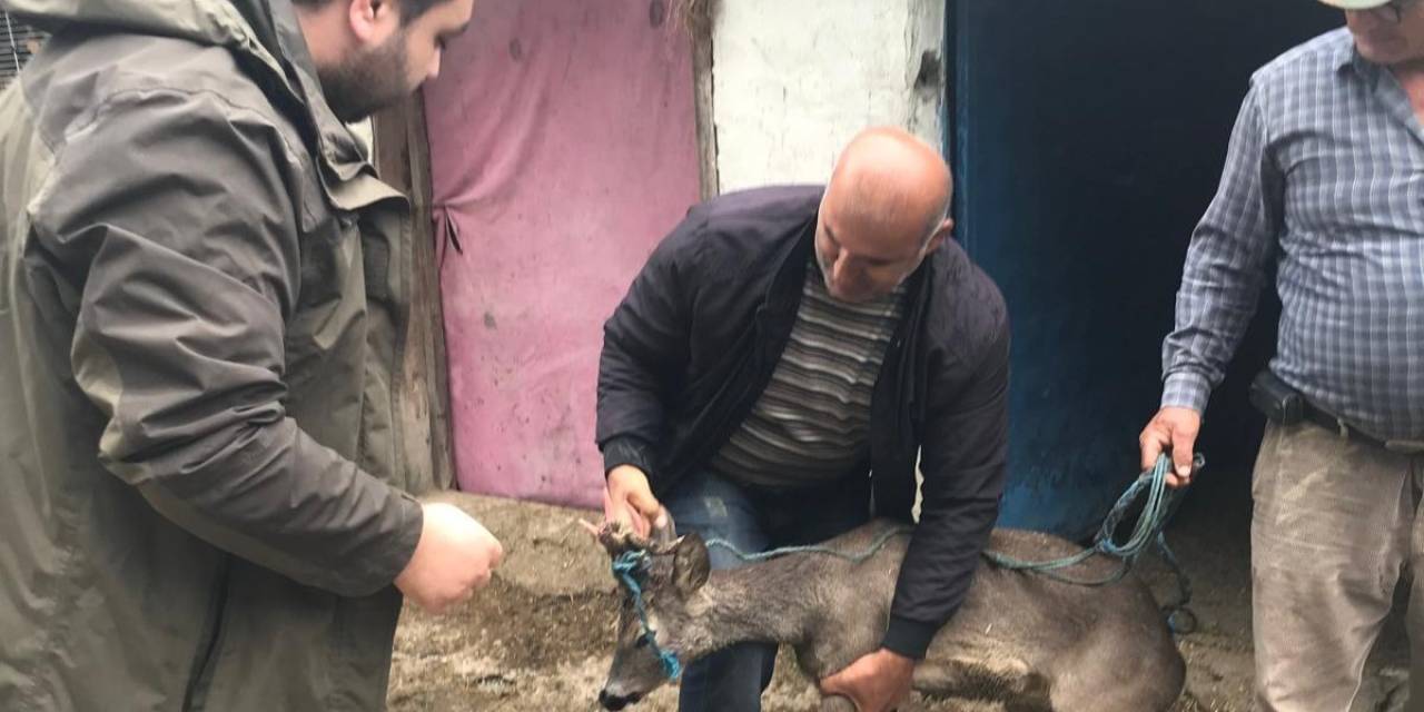 Sulama Kanalına Düşen Karacayı Boğulmaktan Kurtardı