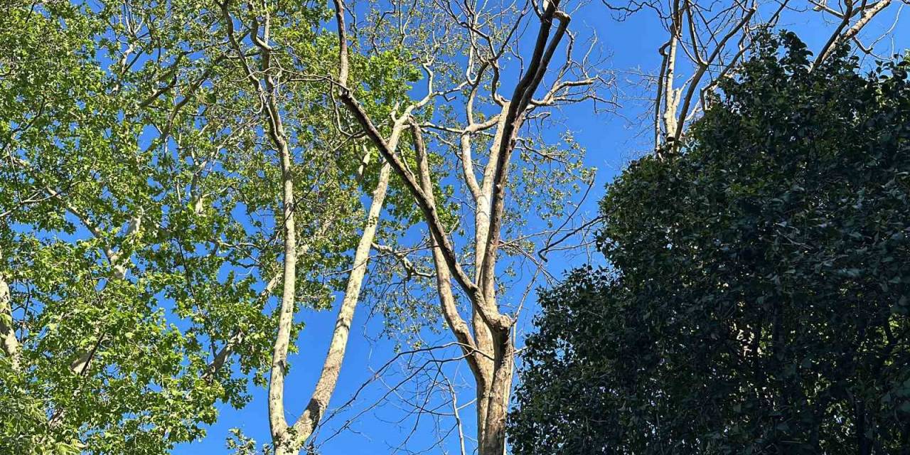 Gezi Parkı’nda Akıl Almaz Olay: Başına Ağaç Dalı Düşen Kadın Yaralandı