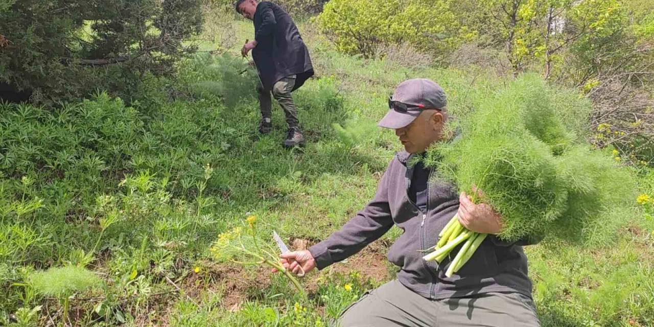 Keledoş Yemeği İçin Heliz Otu Mesaisi