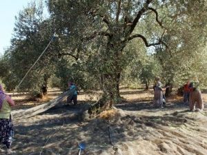 Balıkesir’de Zeytin Hasadına Başlandı