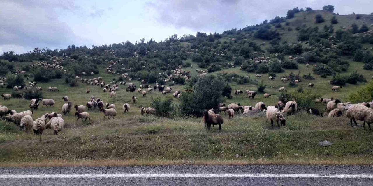 Besiciler Yayla Yolculuklarında Kulp İlçesine Vardı