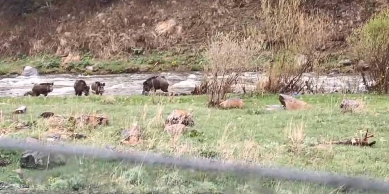 Kars-göle Yolunda Domuz Sürüsü Görüntülendi