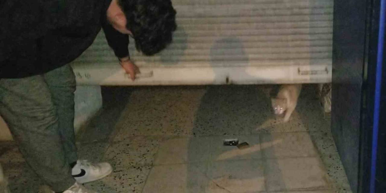 Bakkaldaki Hırsızlık Şüphelisi Kedi Çıktı