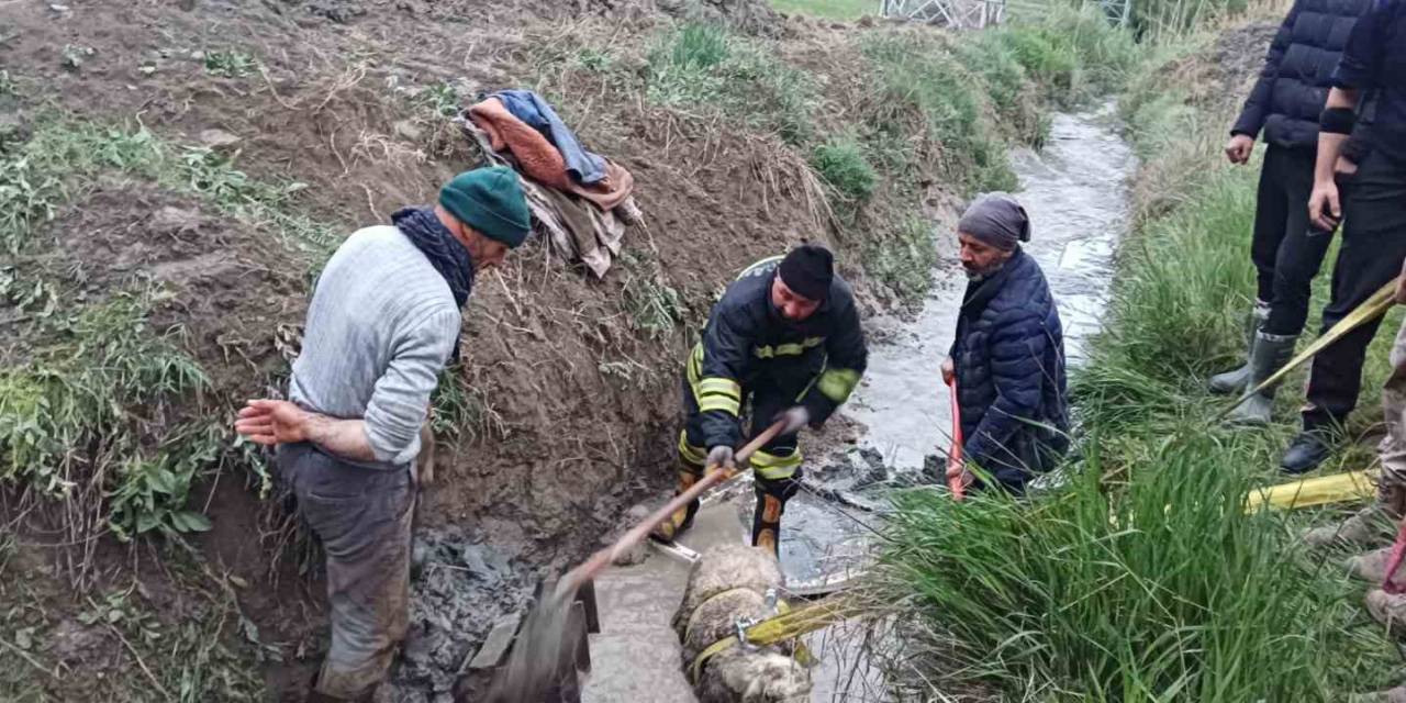 Sulama Kanalına Düşen Koyunu İtfaiye Kurtardı