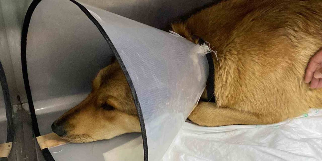 Ticari Taksinin Çarptığı Sokak Köpeğinin İmdadına Hayvan Severler Koştu