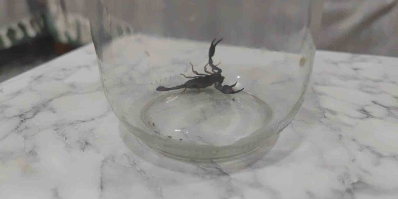 Sultangazi’de Eve Giren Akrep Paniğe Neden Oldu