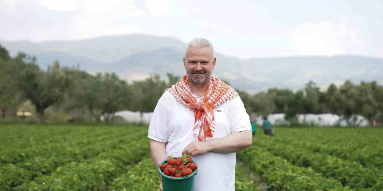 Emiralem Çilek Festivali Binlerce Kişiyi Buluşturacak