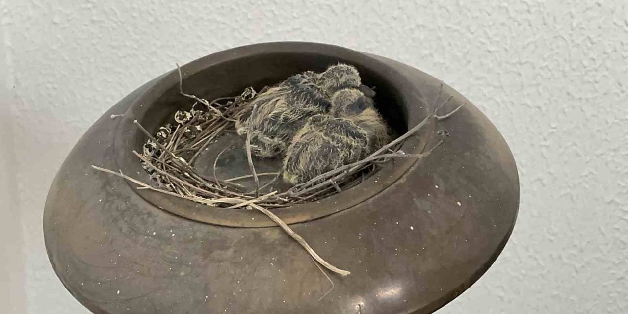 Makam Odasının Balkonundaki Küllük Kumrunun Yuvası Oldu