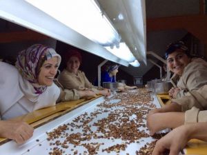 Ak Parti Milletvekili Köseoğlu Peştamalı Bağladı İnekleri Sağdı