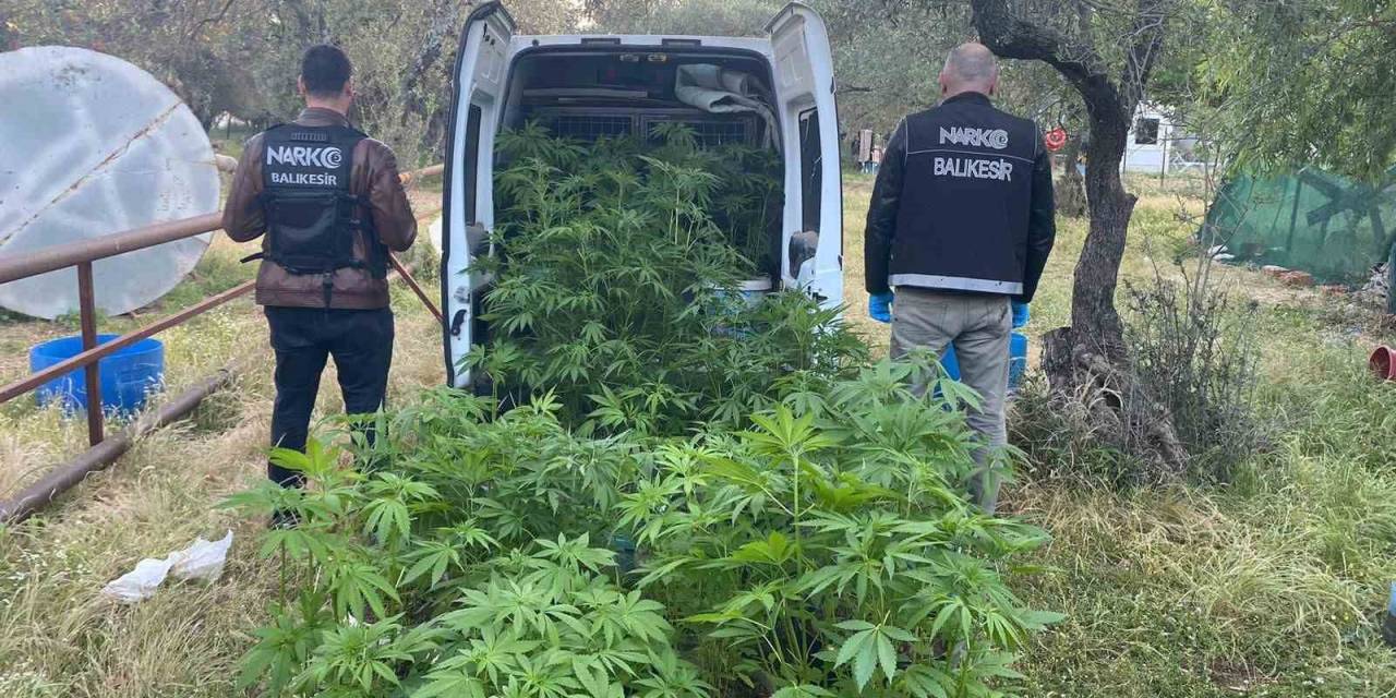 Ayvalık’ta Polisten Uyuşturucu Operasyonu