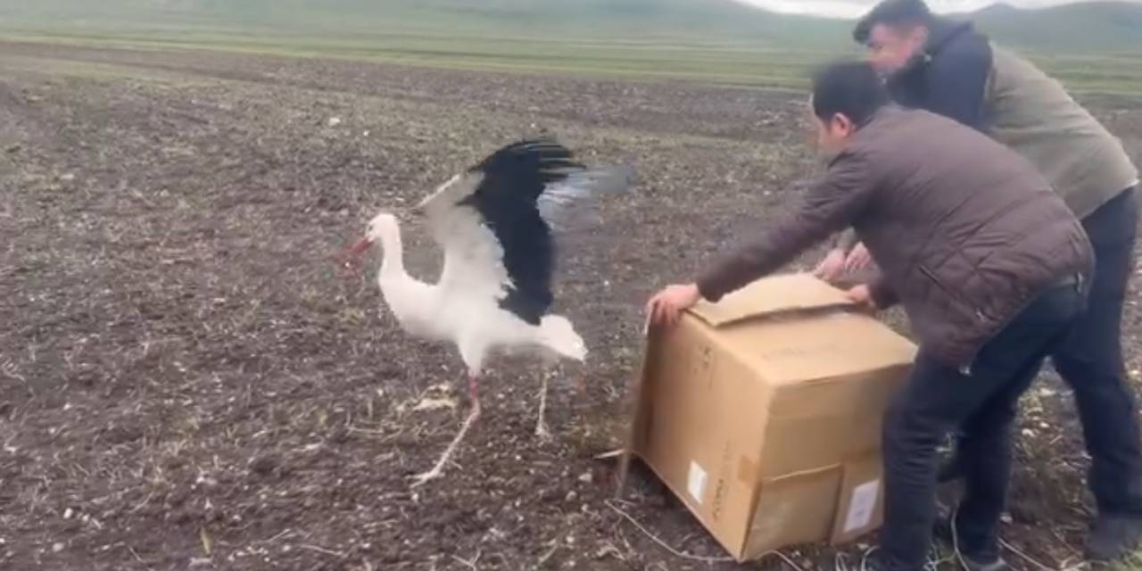 Kars’ta Tedavisi Tamamlanan Leylek Doğal Ortamına Bırakıldı