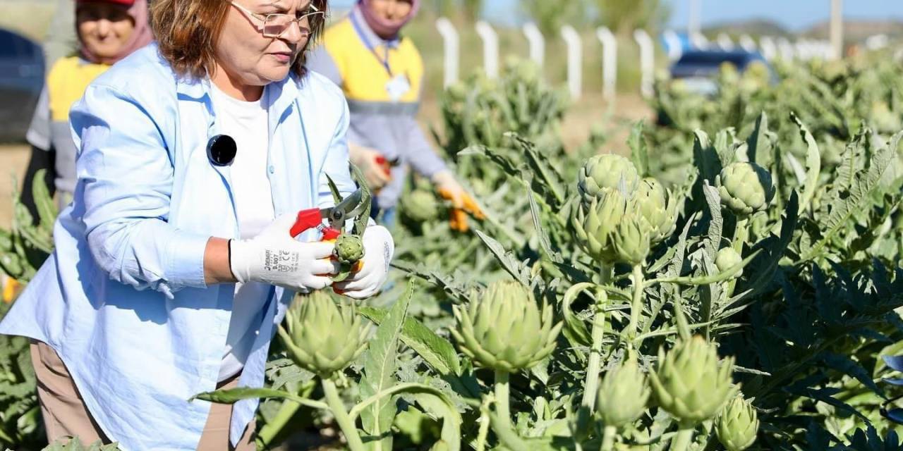 Başkan Gençay, Enginar Hasadına Katıldı