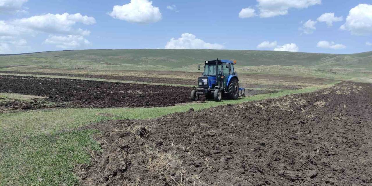 Ardahan’da Ata Tohumu Buğday Ve Arpa Tohumları Toprakla Buluşturuluyor