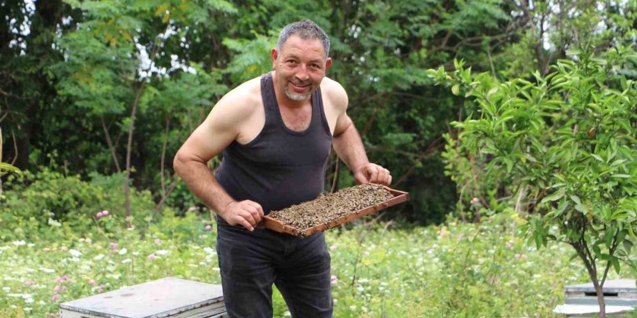 ’arılarım Beni Tanıyor’ Diyen Arıcı, Yaptığıyla Binlerce Arıya Meydan Okuyor