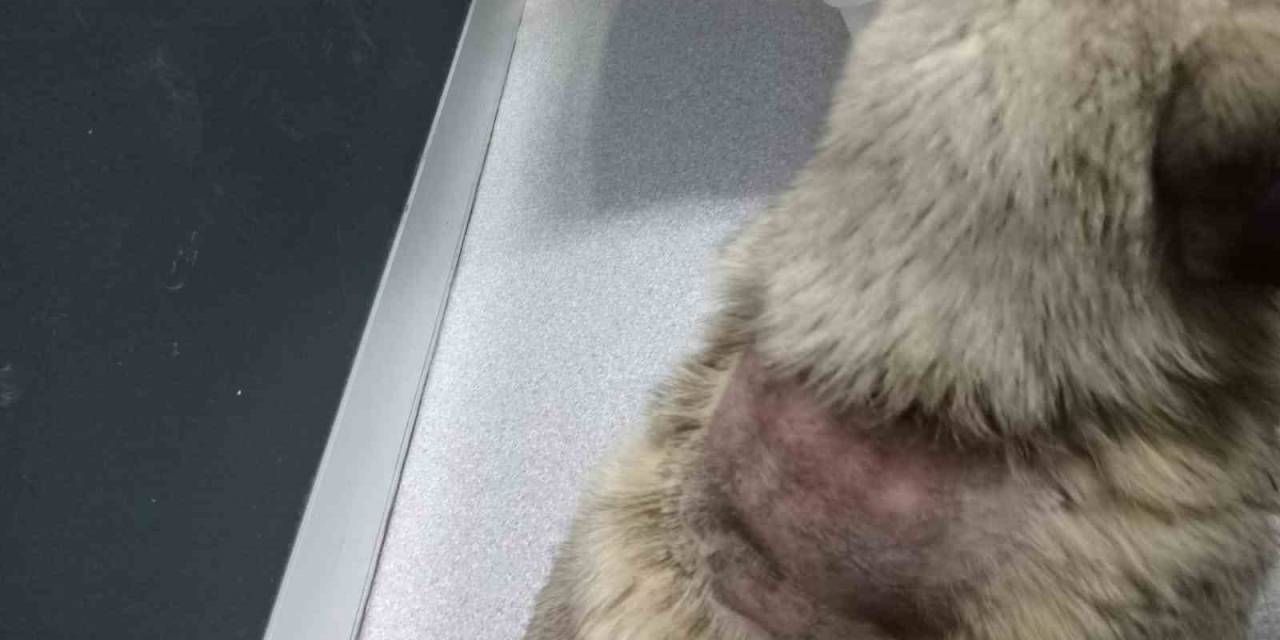 Büyükçekmece’de Sitede Sokak Köpeğinin Üzerine Kaynar Su Döküldü