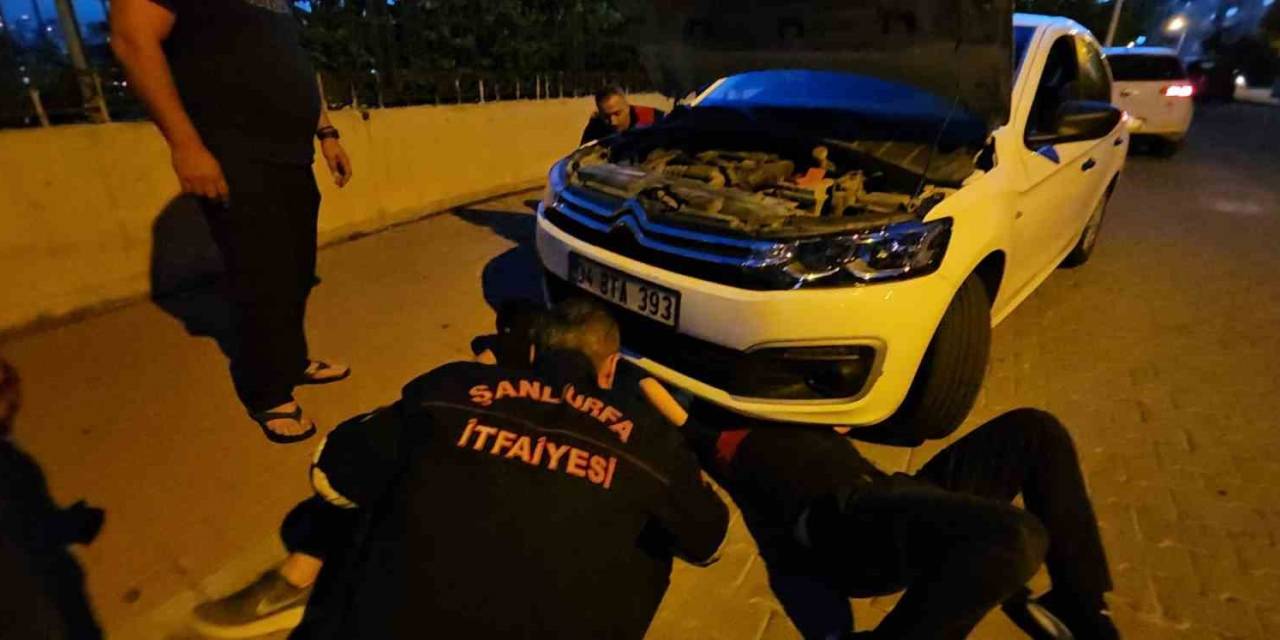 Şanlıurfa’da Otomobilin Motor Kısmına Sıkışan Kedi Operasyonla Kurtarıldı