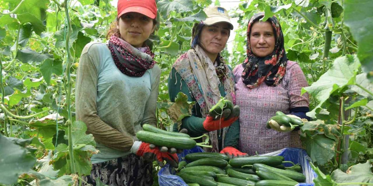Kadın Çiftçi Kızıyla Birlikte Her Sabah Girdiği 3 Dekarlık Serada Gece Gündüz Çalışıyor