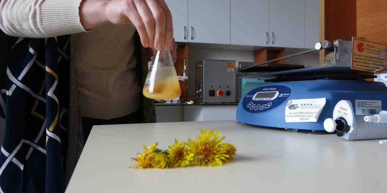 Doğada Ki Şifa, "Karahandiba"