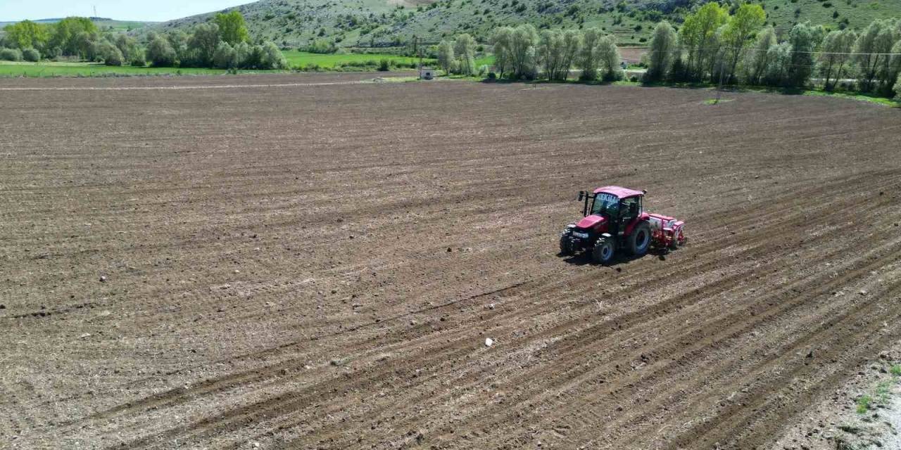 Çorum Belediyesi, Ayçiçeği Ekimine Başladı