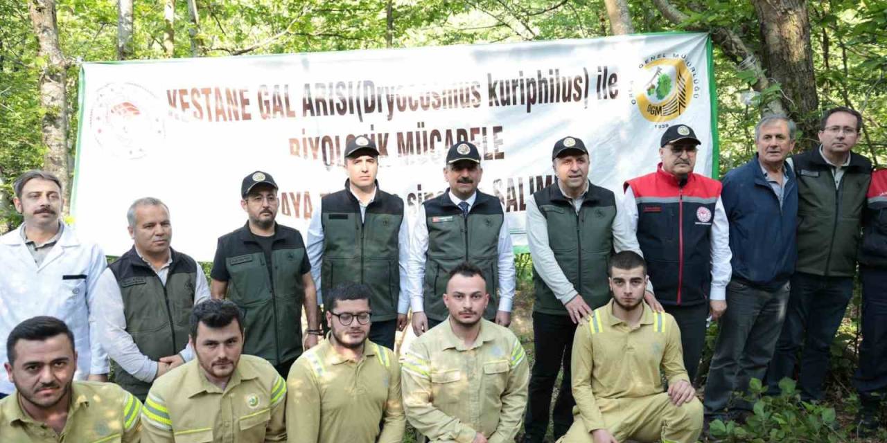 Gal Arısına Karşı 600 Yırtıcı Böcek Doğaya Salındı