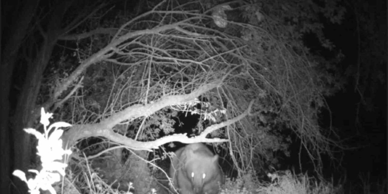 Ayının Peşine Düştü, Yuvasında Görüntüledi