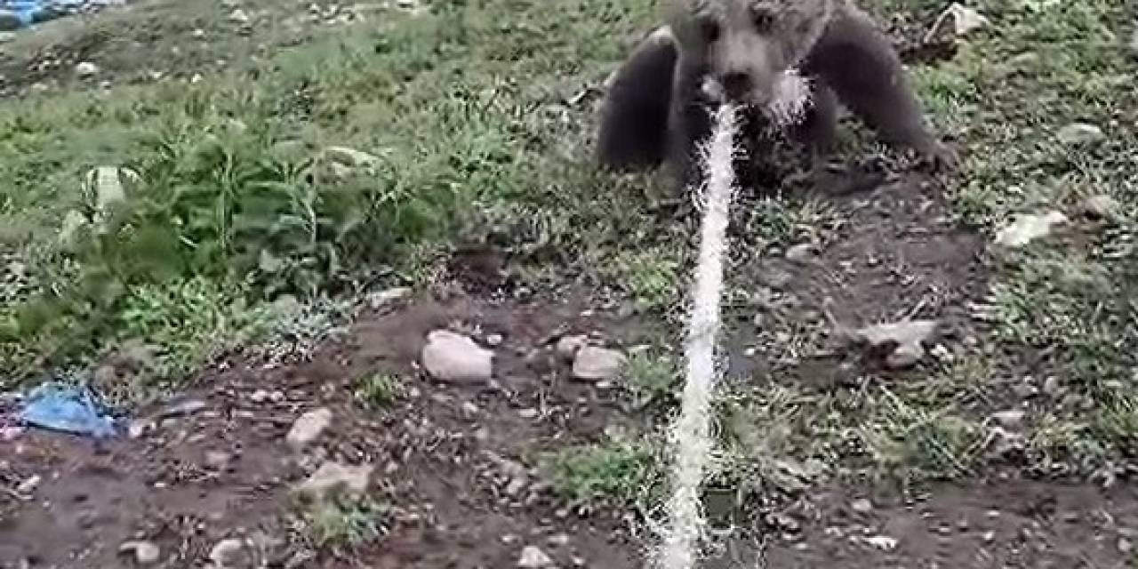 Kuyuya Düşen Yavru Ayıyı Boynuna Halat Atarak Çıkardılar