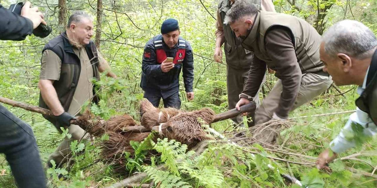 Uludağ’da Yaralı Ayı Seferberliği