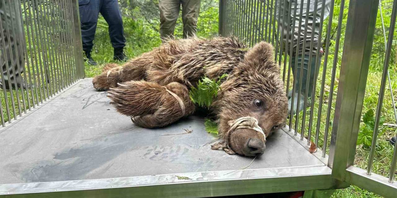 Uludağ’da Operasyonla Kurtarılan Ayının Kalça Kemiği Kırılmış