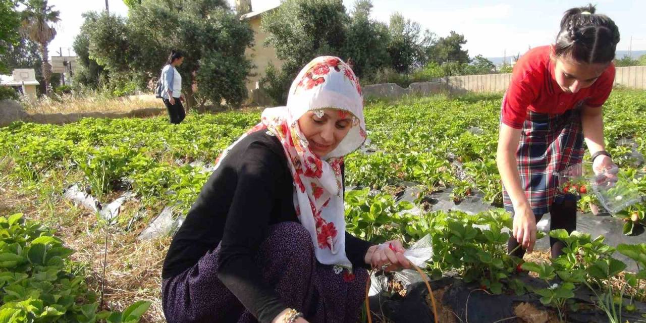 Milli Eğitim Müdürü Şalvar Giydi, Yazma Taktı, Öğrencilerle Birlikte Çilek Hasat Etti