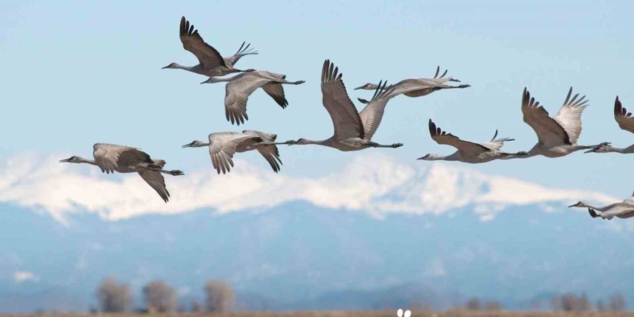 Oedaş ‘Can Dostlar’ Projesinin Kapsamını Genişletti