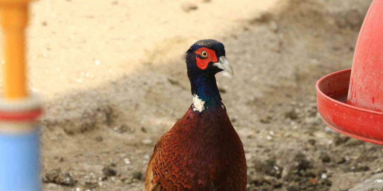 Erbaa Belediyesi, Kene Hastalıklarına Karşı Keklik Ve Sülün Yetiştiriyor