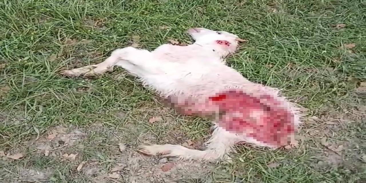 Babaeski’de Kurt Saldırısında 1 Koyun Telef Oldu