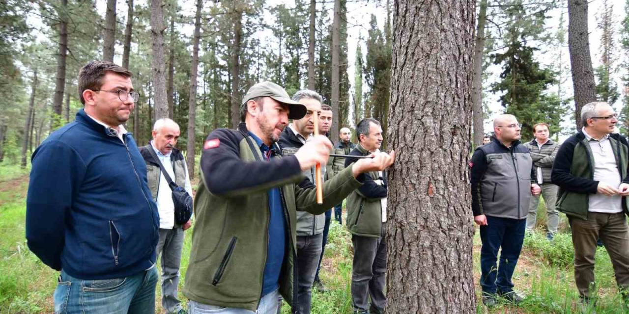 Balıkesir’de Hızlı Gelişen Tür Ağaçlandırmaları Gözlem Altında