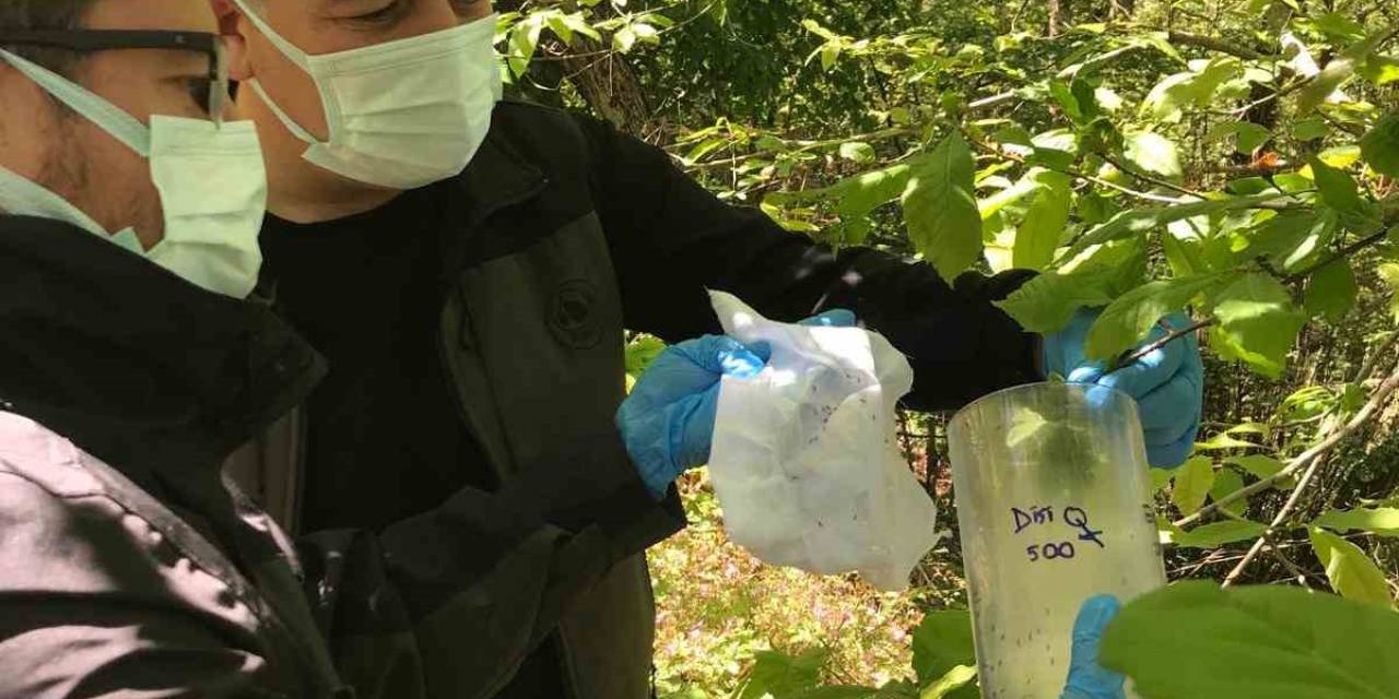 Kastamonu’da ’savaşçı Böcekler’ Doğaya Salındı