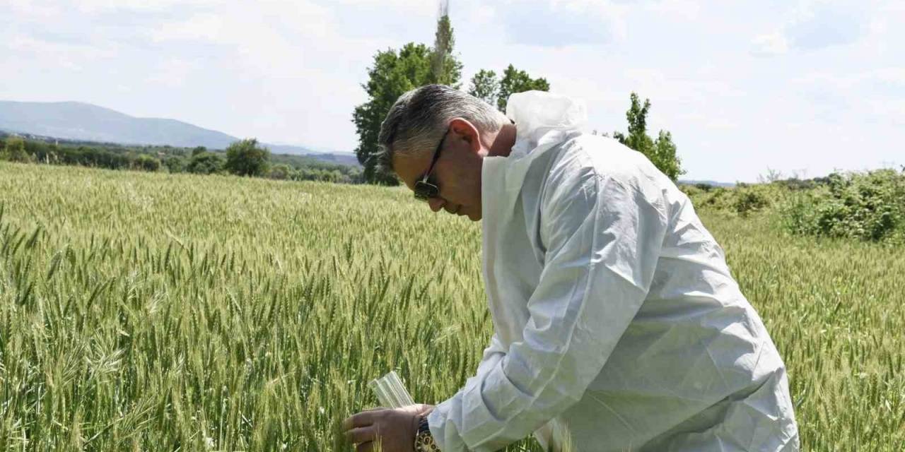 Balıkesir’de Süne İle Biyolojik Mücadele Başladı