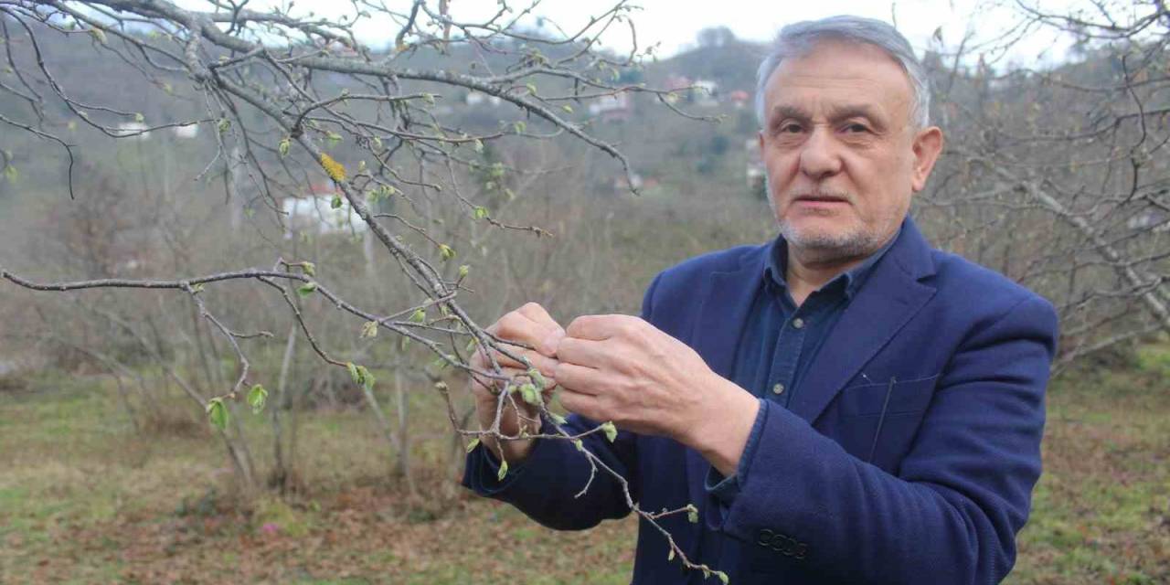 Fındıkta Rekolte Tartışması Başladı